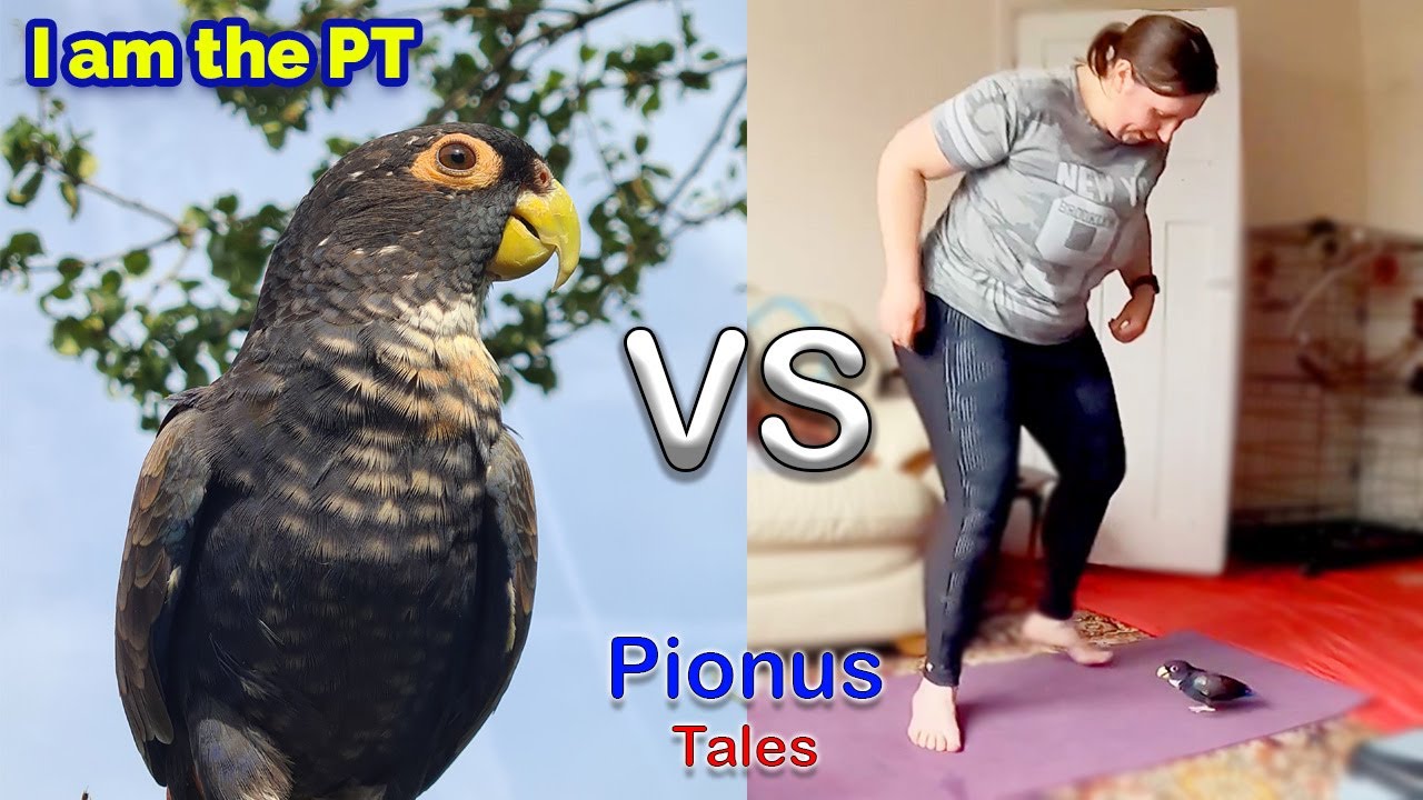 Parrots vs Exercise
