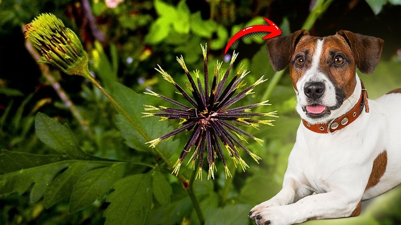 ERVA DANINHA DA CALÇADA CURA FÍGADO DO CACHORRO EM POUCOS DIAS