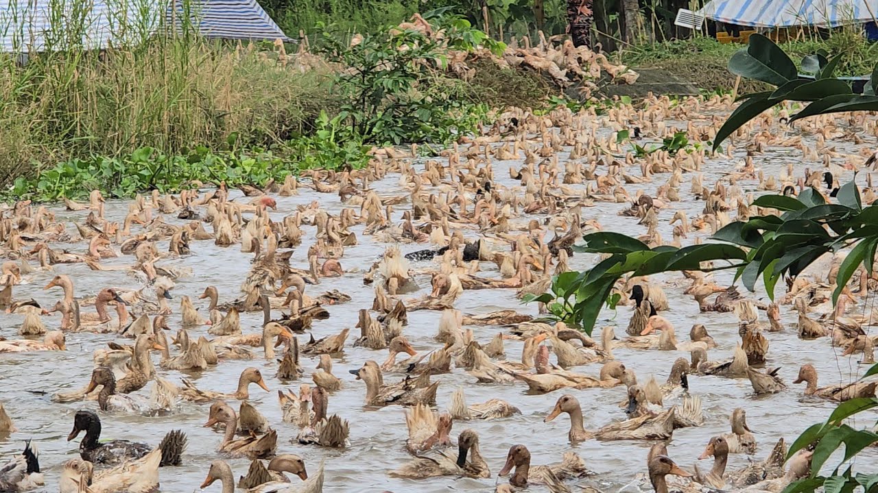 A flock of ducks in Vietnam is more than 5,000 flowing on the steam #magicsound