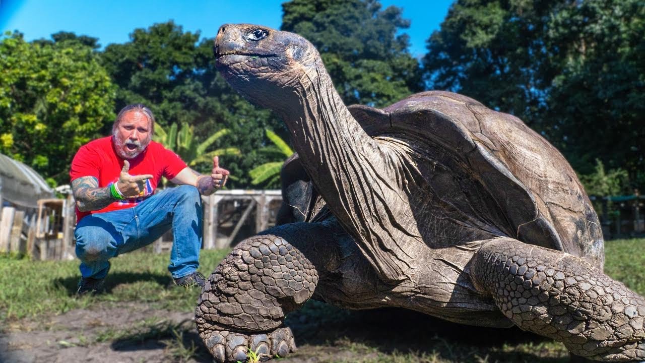 565 POUND TORTOISE THE SIZE OF A CAR!! 105 YEARS OLD!! | BRIAN BARCZYK