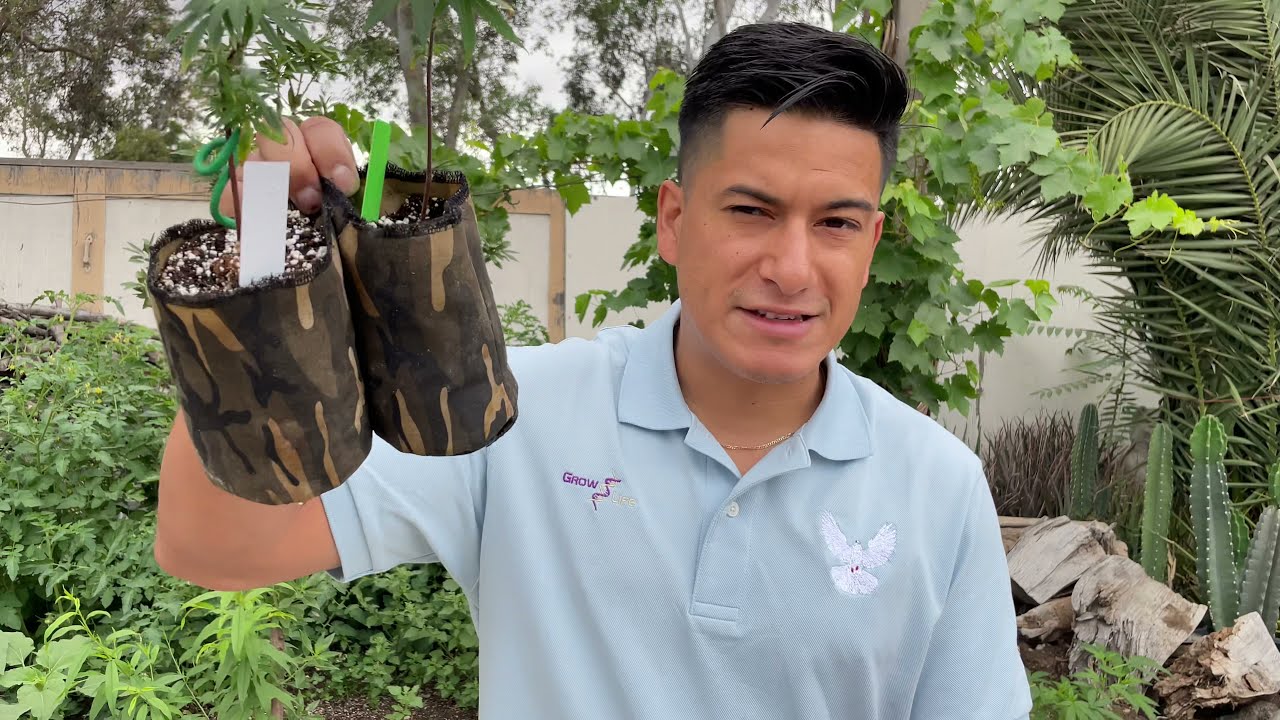 HOW TO TRANSPLANT CANNABIS PLANT