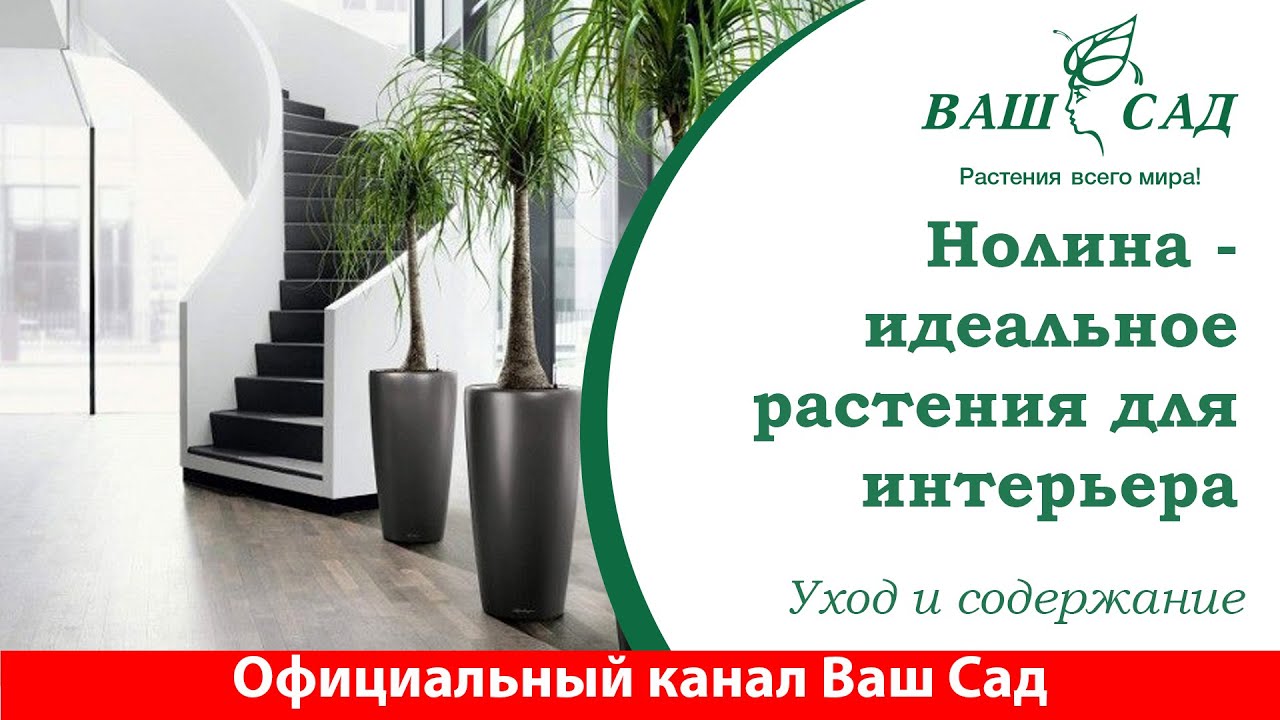 Нолина (бокарнея). Интересное растение. Уход и содержание. Ваш сад