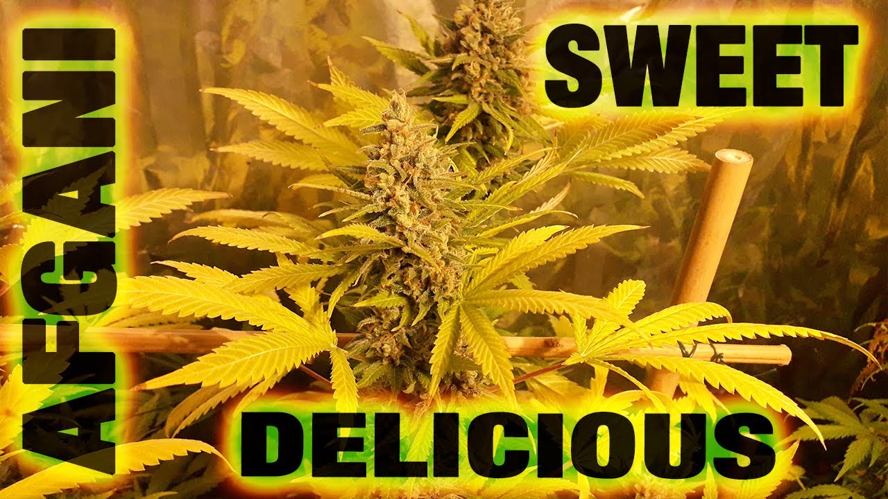 CATA DE SWEET AFGANI DELICIOUS S1 cultivo *INDOOR* 2020