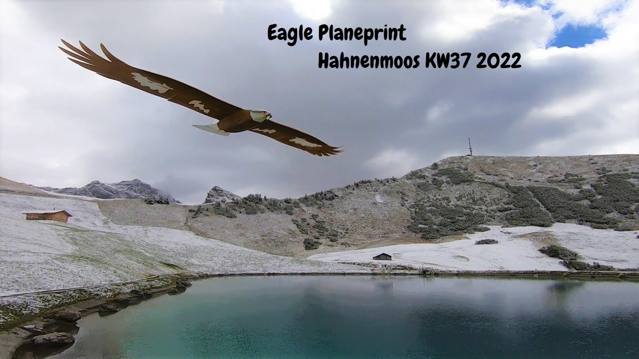 Adler am Speichersee im Hahnenmoos