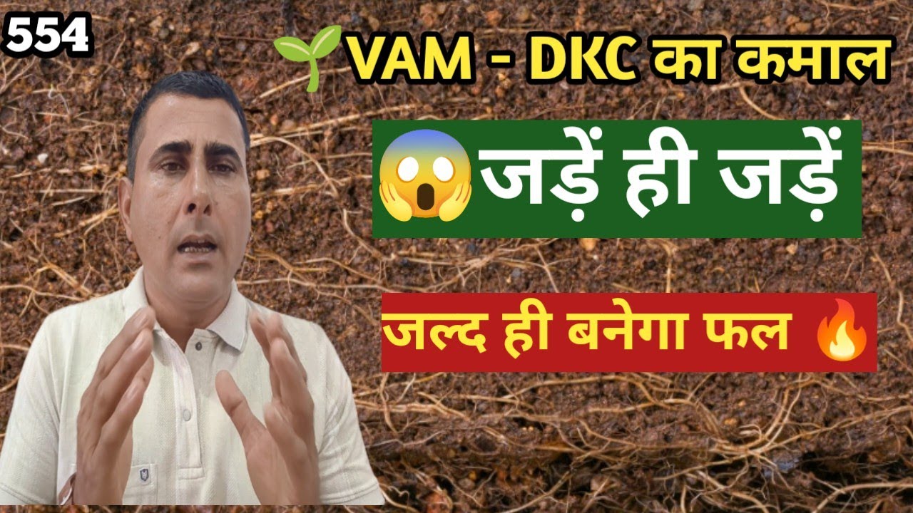 VAM-DKC का कमाल 🌱 जड़ों का जबरदस्त विकास | जल्द मिलेगा फल 🔥