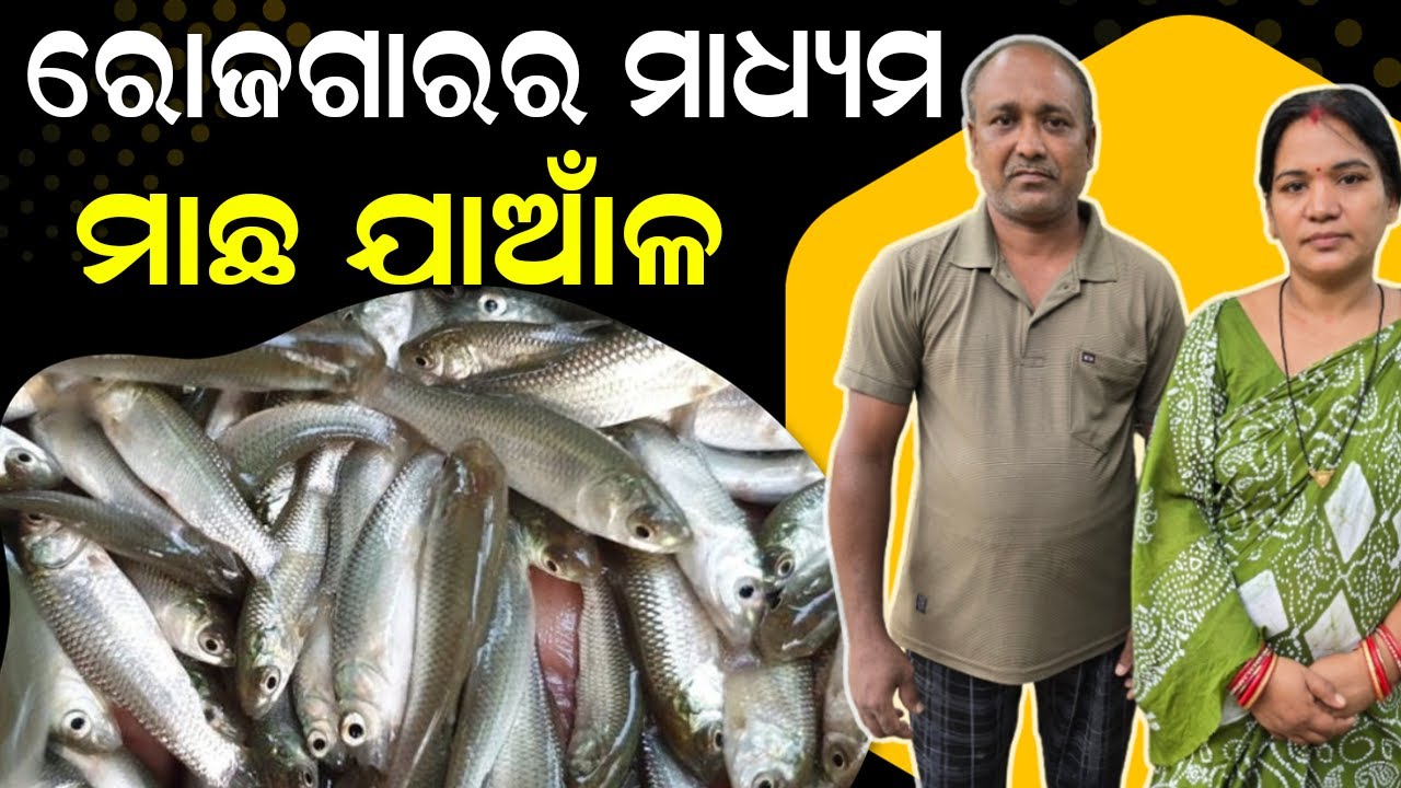 ମାଛ ଯାଆଁଳ କୋଉଁଠୁ ପାଇବେ || Where will you find fish Seeds ? @EfarmingOdisha