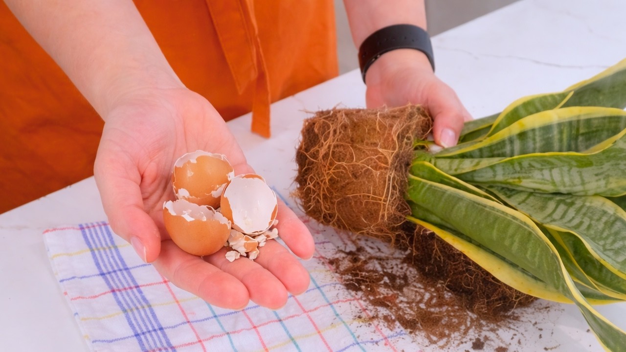 Sansewieria wypuści nowe liście. Wystarczą skorupki jaj