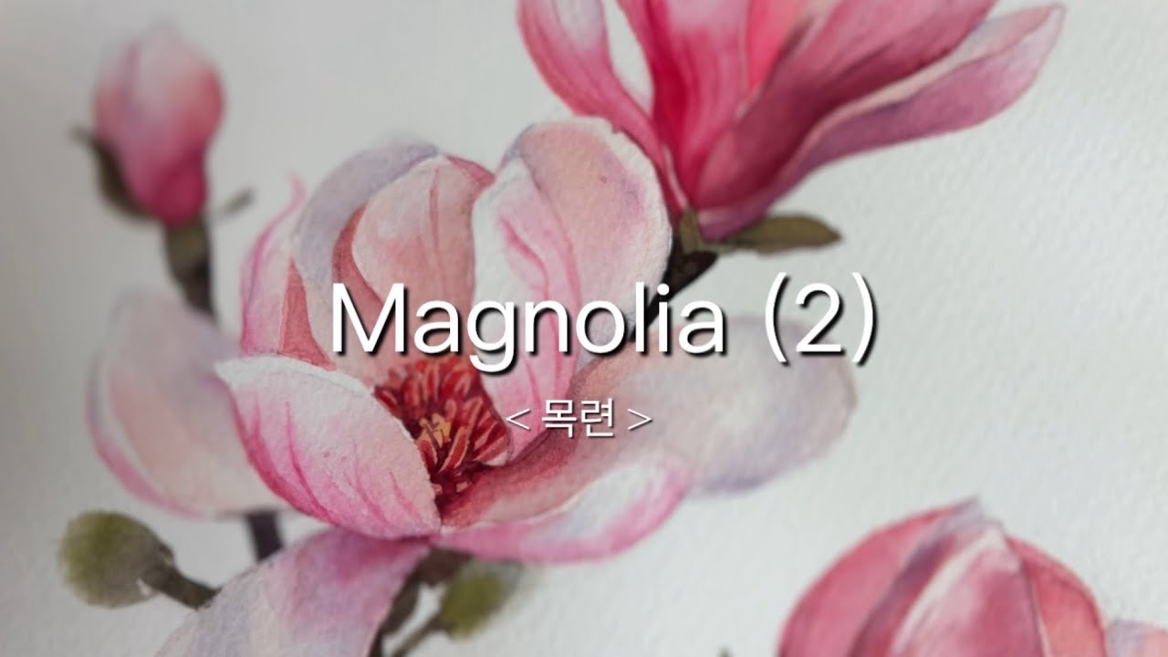 [중급] 수채화목련(2)/Real-time for watercolor painting process/ magnolia