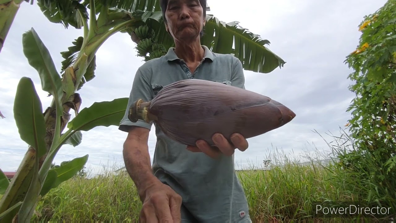 Habuk Kayu Yang Belum Diproses Boleh Dijadikan Baja (Pupuk)