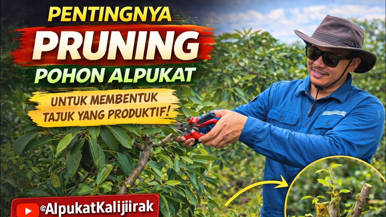 Cara Pruning Pohon Alpukat @AlpukatKalijirak  #avocadotree  #buahbuahansegar 
