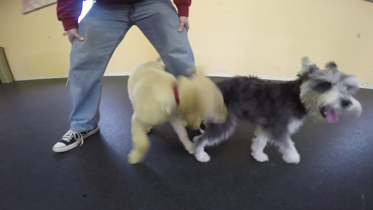 NEW TO THE WORLD PUPPY PLAY GROUP MARCH 2016