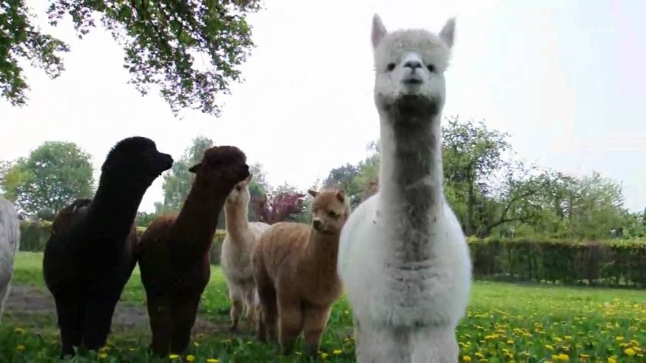 Alpaka / Alpaca Mai 2009 - 2