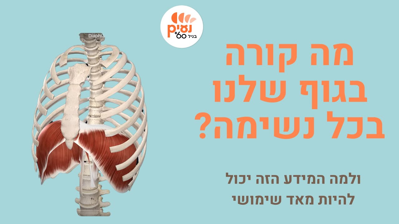 מה קורה בגוף שלנו בכל נשימה?