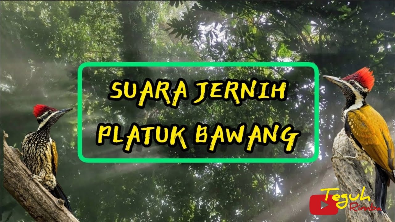 pelatuk bawang volume jernih