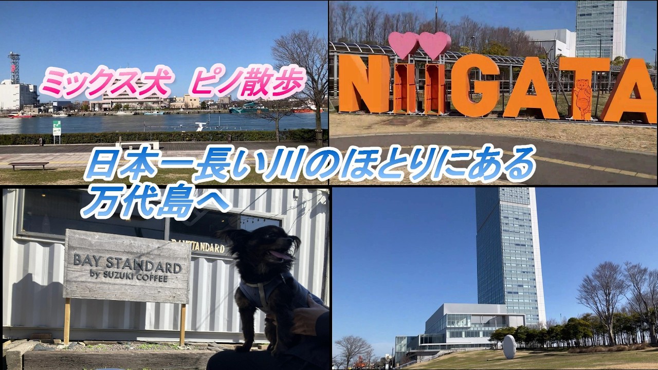 極小犬ピノが信濃川の河口にある万代島へお散歩に行ってきました。