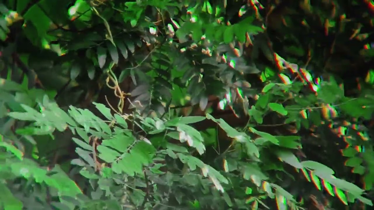 Peaceful Forest Bird Sounds ASMR Original Nature Recording