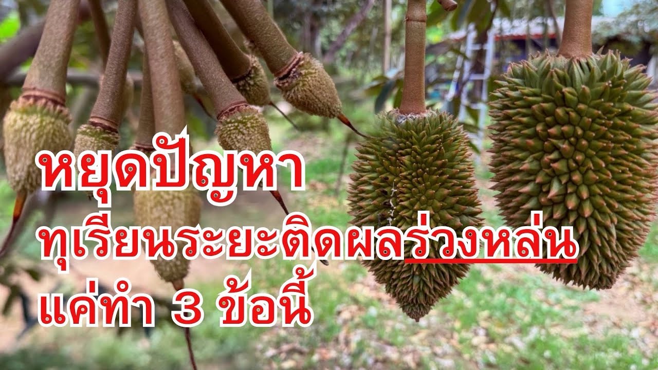หยุดปัญหาทุเรียนระยะติดผลร่วงหล่น แค่ทำ 3 ข้อนี้ ￼