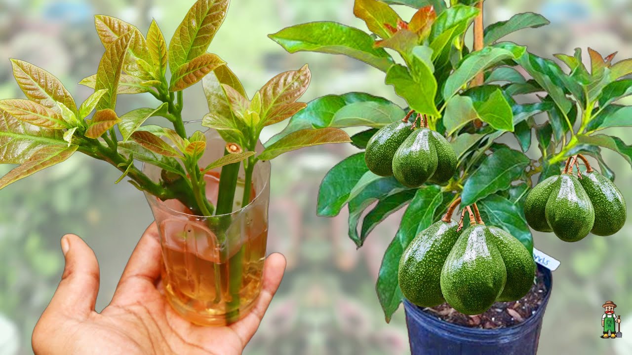 An easy way to multiply avocado trees is by soaking them in water