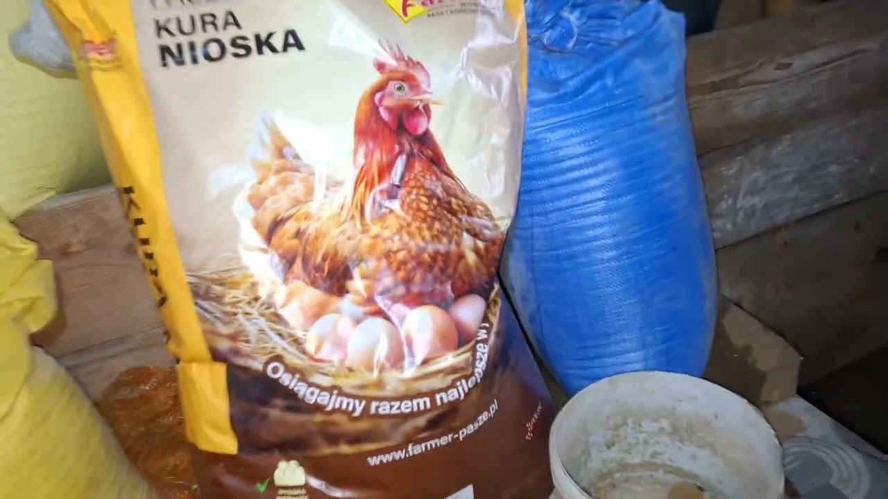 Wieczorne obowiązki. 