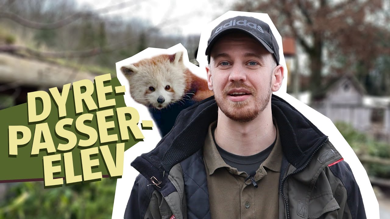 🦒 Lasse er dyrepasserelev 🦁 – Noget andet end folk tror