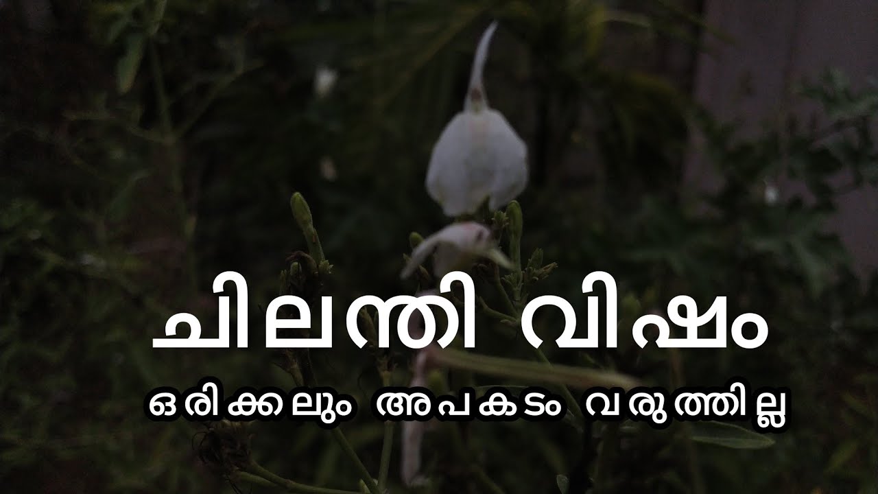 ചിലന്തി വിഷം പൂർണ്ണമായും മാറികിട്ടും❤️chilanthi visham maran malayalam