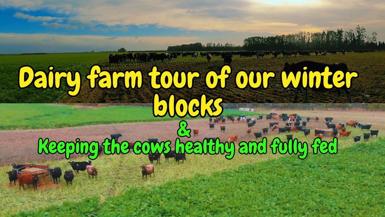 Dairy farm tour of our winter blocks and how we keep the cows healthy & fully fed.