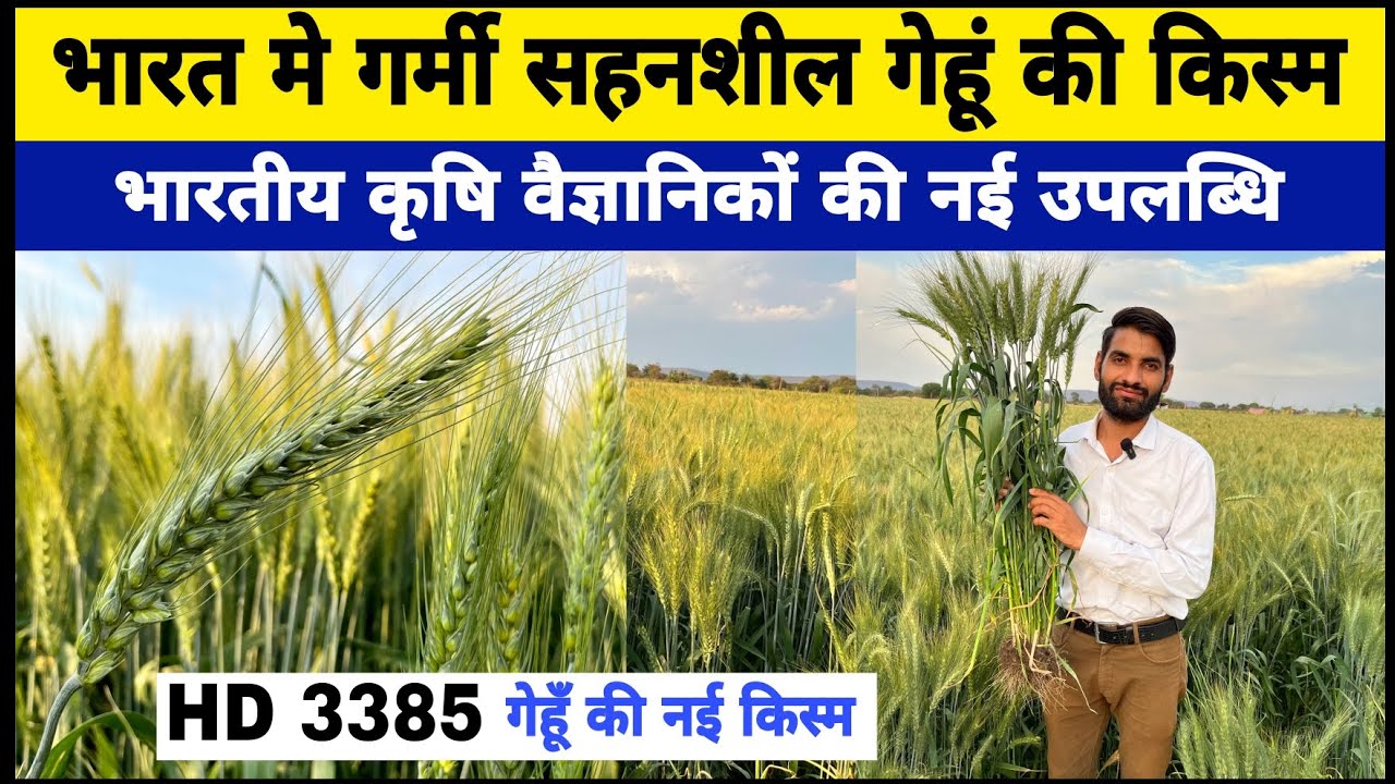 भारतीय वैज्ञानिकों ने खोजी गर्मी सहनशील गेहूं की नई किस्म | HD 3385 Wheat Variety Details In Hindi |