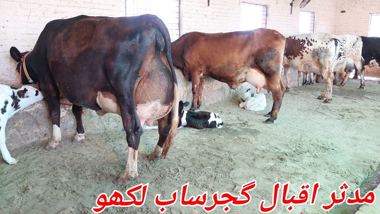 مدثر اقبال گجرساب لکھو 6 گائیں 1 وچھی برائے فروخت 8 فروری 2026 karnana channel
