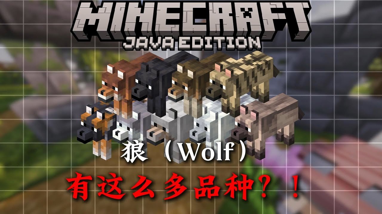 5分鐘帶你全面瞭解MC狗方面的相關知識！！