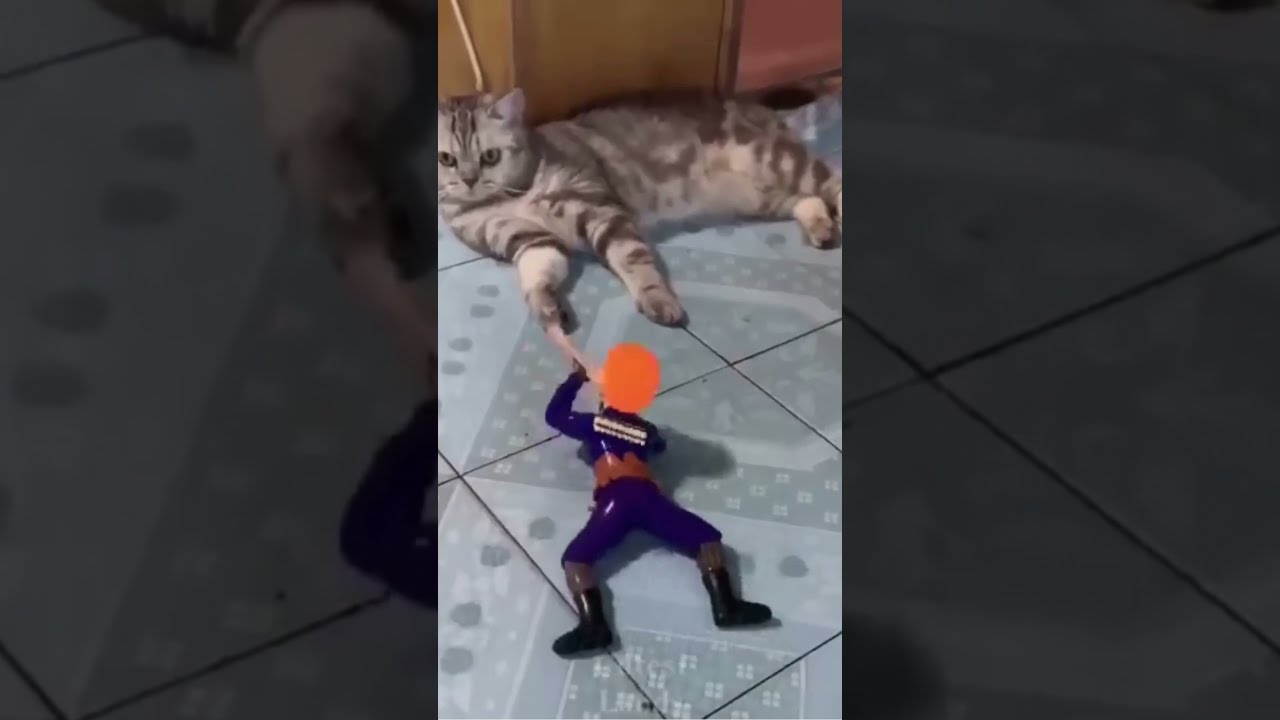 Cute And Funny Pets  ( Милые И Забавные Домашние Животные) 