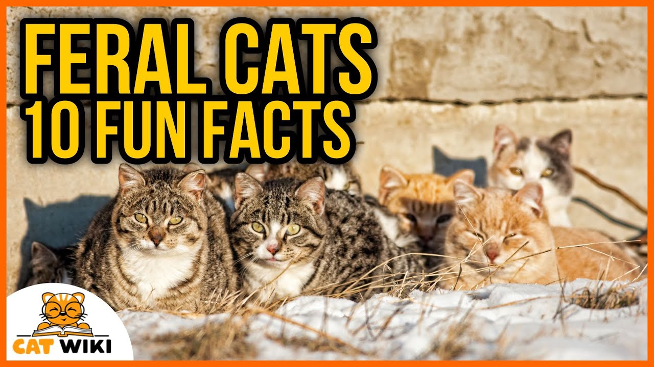 10 Amazing Feral Cat Facts