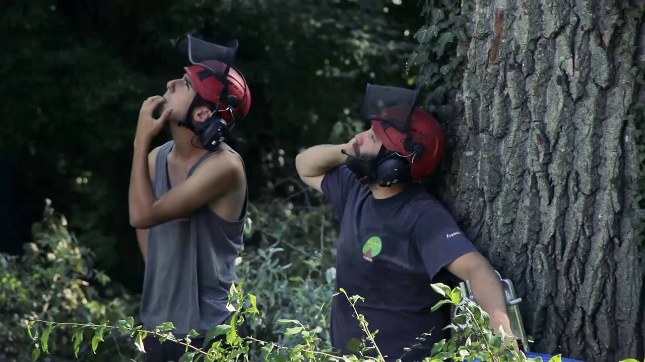 ELAGAGE & ABATTAGE PAR DEMONTAGE D’ARBRES AUX ABORDS D’UN COURS D’EAU - Groupe Holtzinger
