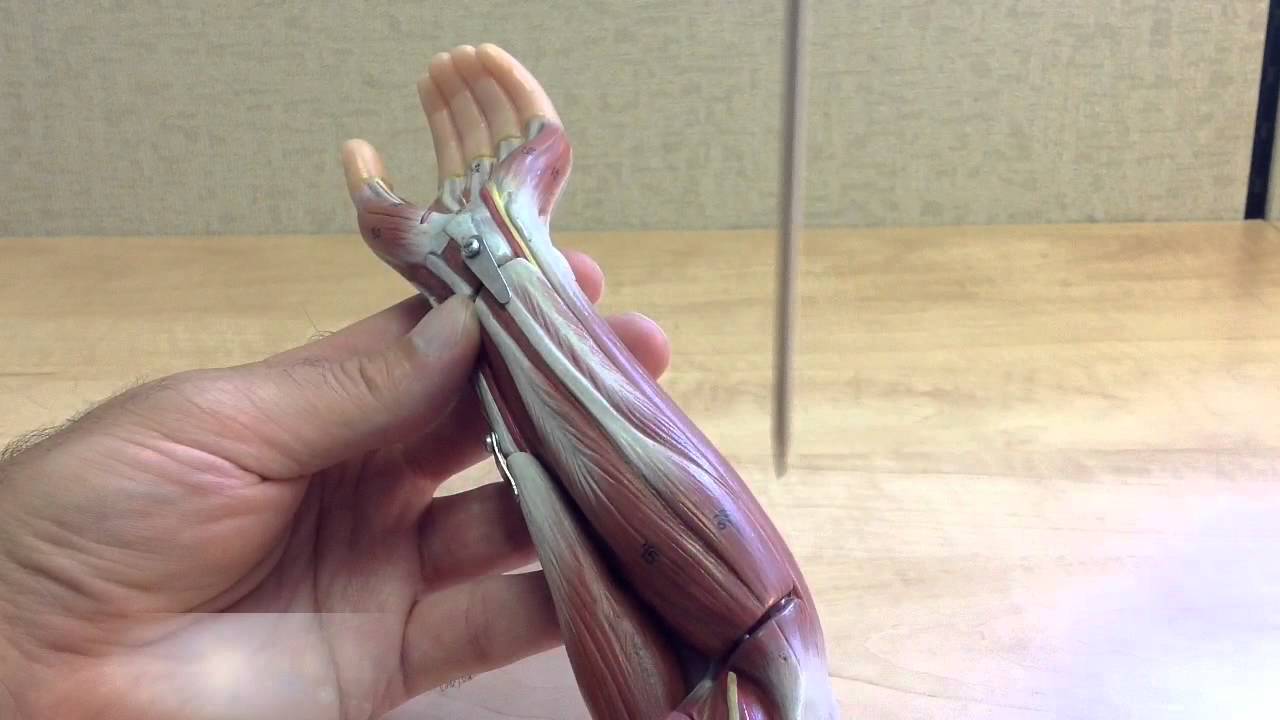 Muscles That Move the Forearm, Hand, and Fingers