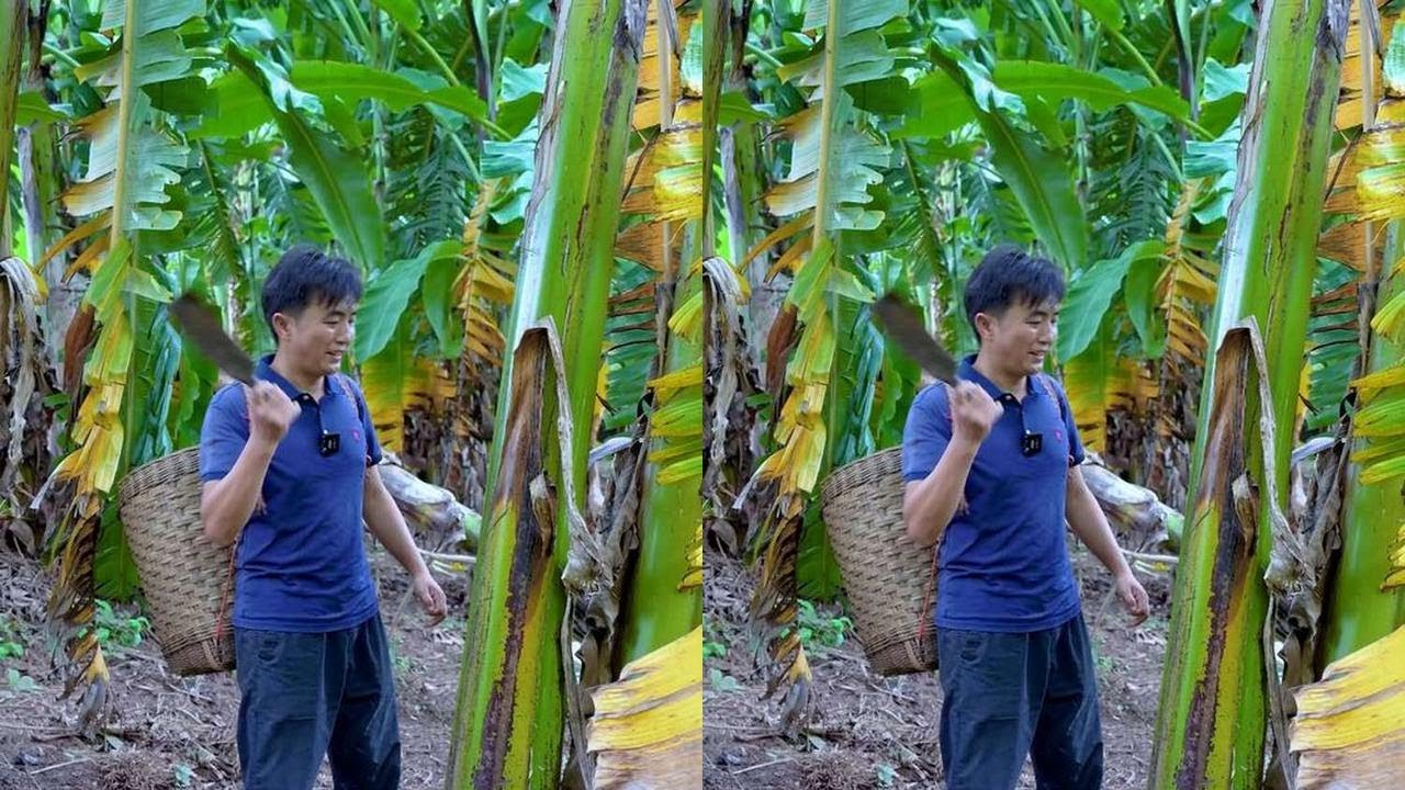 冬天的香蕉不易熟，来个夏天的卖香蕉视频回味下吧
