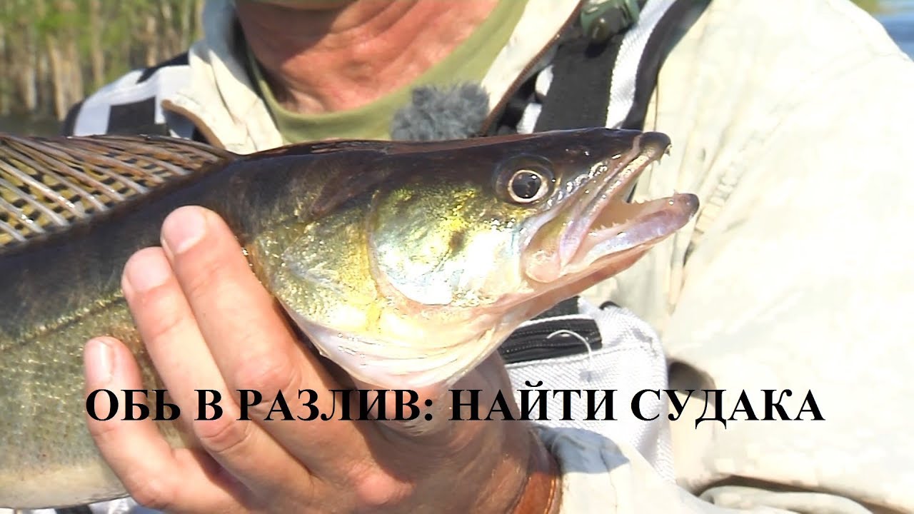 Обь в разлив: найти судака
