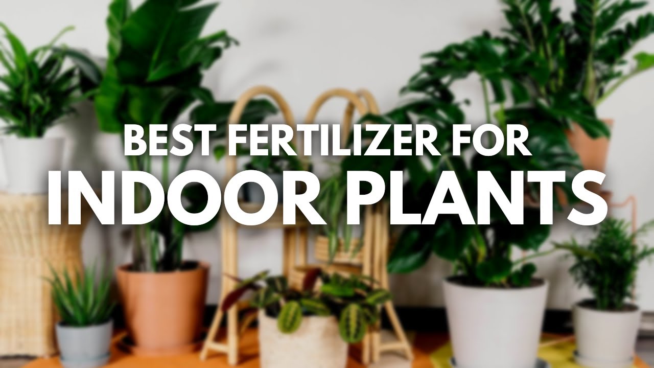 Best Fertilizer For Indoor Plant - Happy Houseplants