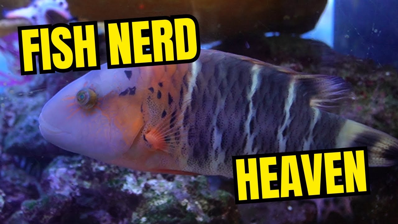 Fish Nerd on Vacation 🐠 | Aquatic Warehouse San Diego