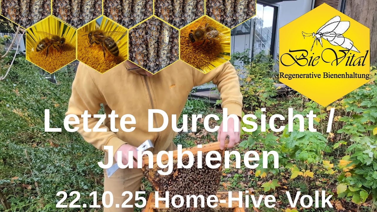 Letzte Durchsicht / Jungbienen 22.10.25 Home-Hive Volk