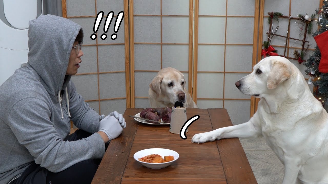 송년회 덕담 길다고 말 끊는 리트리버… 사람 아니냐