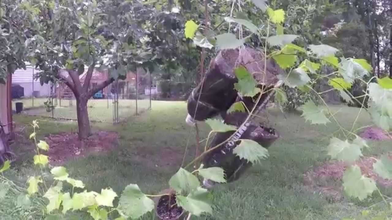 UPDATE ON ROOTING LIVE GRAPEVINES