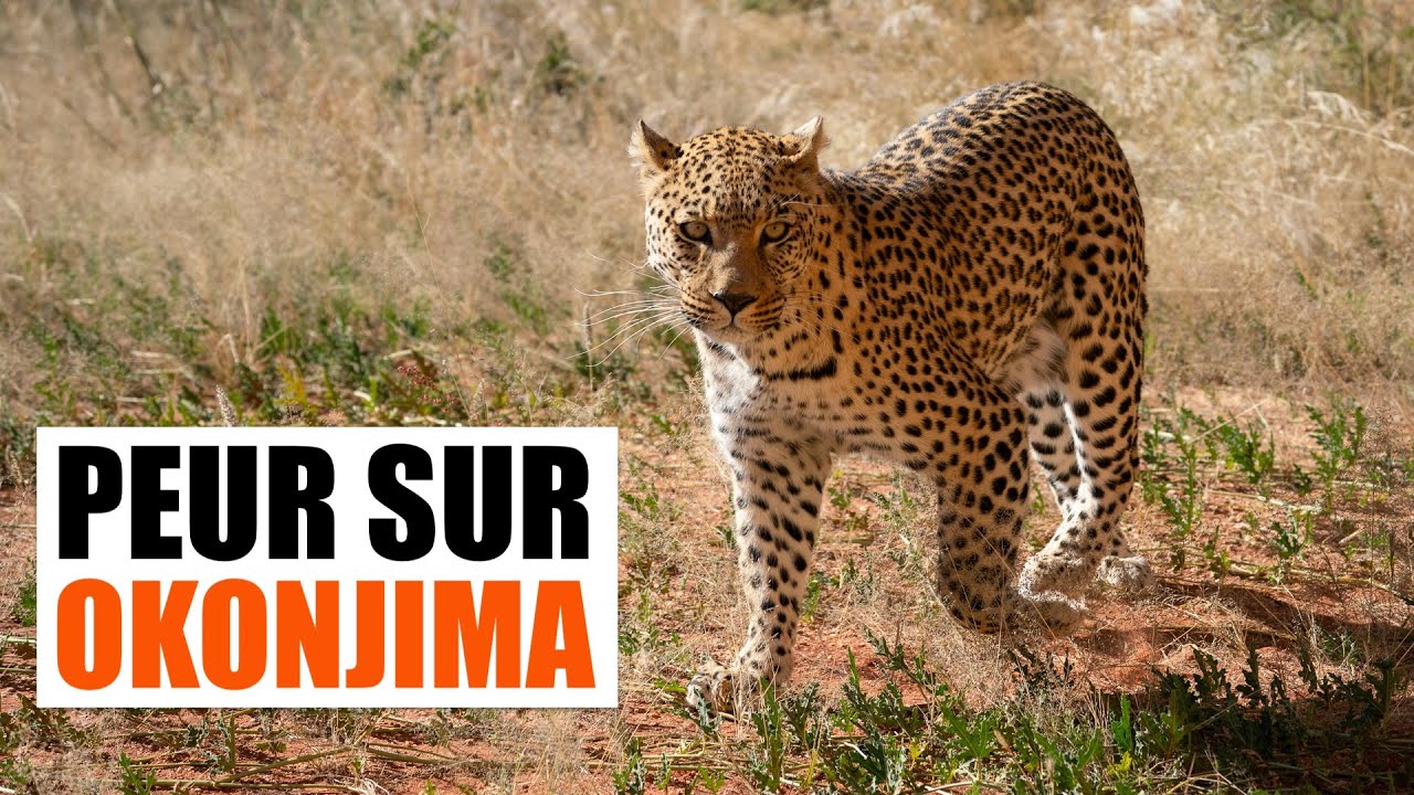 Ep.41 : Réserve d'Okonjima, Namibie