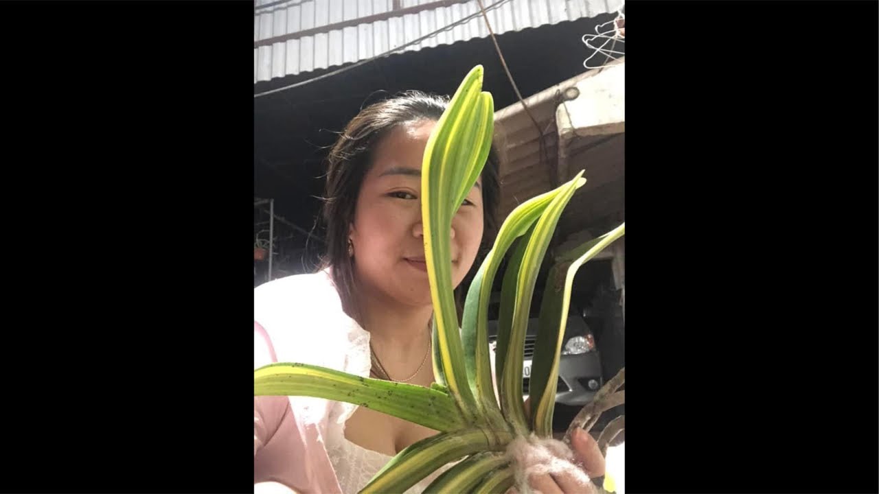 NHẠN THÁNG 8 HƯỜNG HÀ NAM 0399930009 || PHONG LAN RỪNG