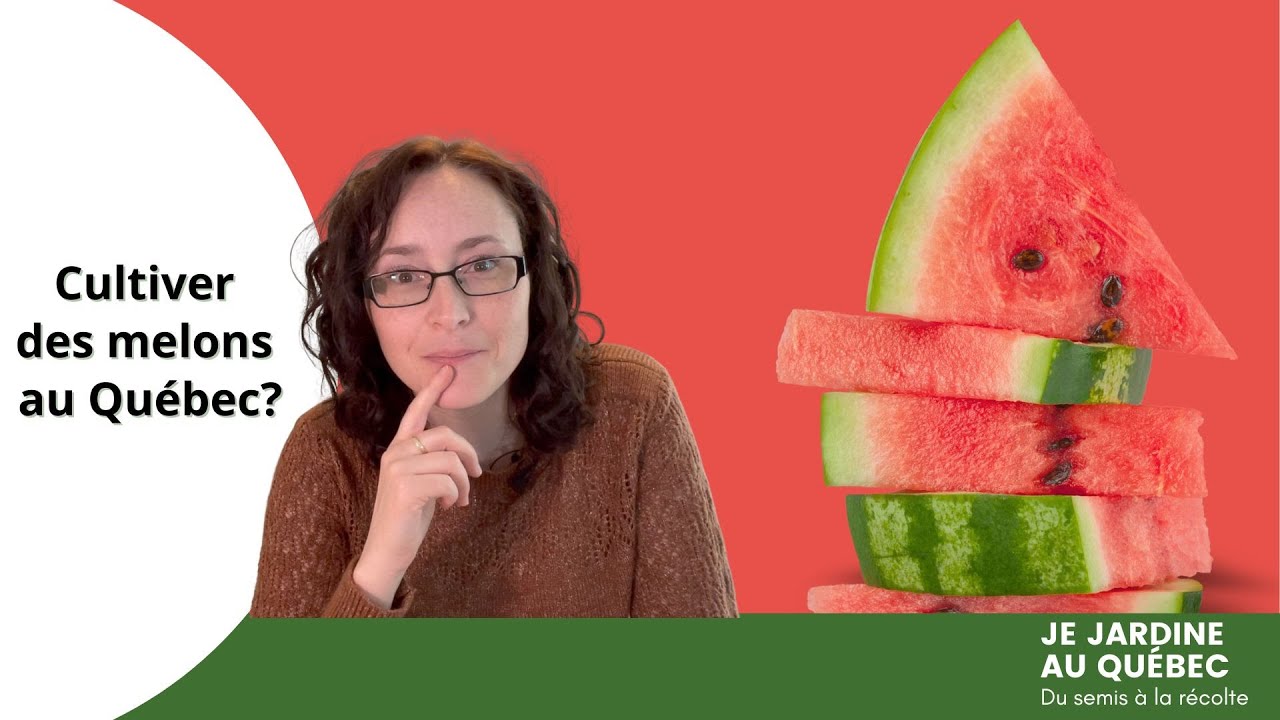 Quand et comment semer les melons au Québec