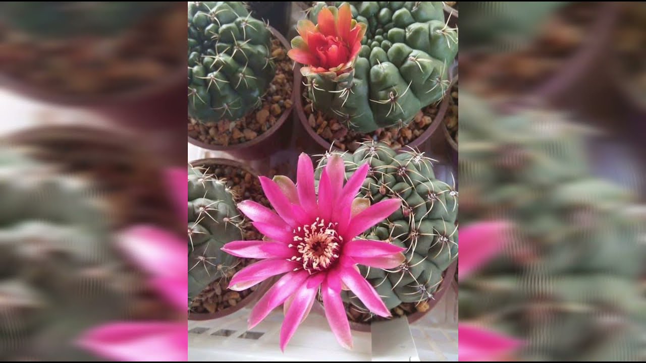 CACTUS FLOWER COLLECTION(Gymnocalycium baldianum)