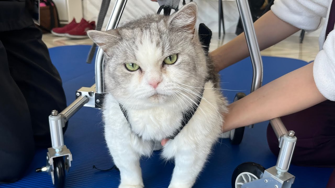 Piko's wheel chair training