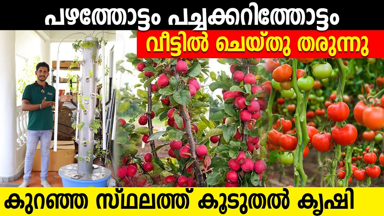 പഴത്തോട്ടം പച്ചക്കറിത്തോട്ടം വീട്ടിലെത്തി ചെയ്തു തരുന്നു | കുറഞ്ഞ സ്ഥലത്ത് കൂടുതൽ കൃഷി | orga ayur