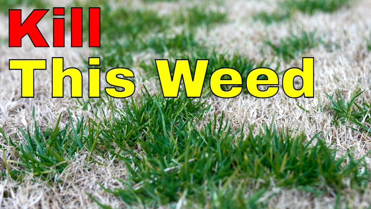 Poa Annua - [How to Get Rid of Annual Bluegrass] - ONE SIMPLE PRODUCT