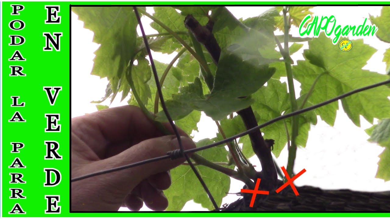 como PODAR una PARRA EN VERDE (uva blanca)