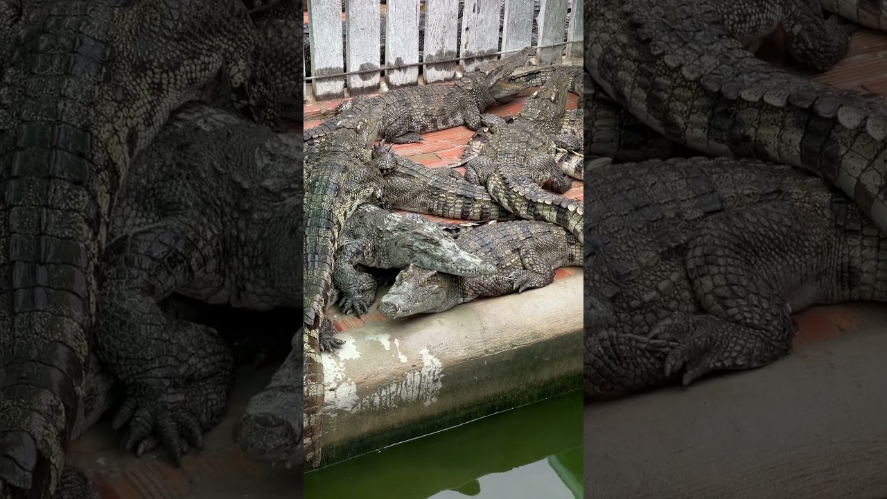 Crocodiles pregnant under other crocodiles 🐊😱 #shortvideo #crocodile #shorts #explore168