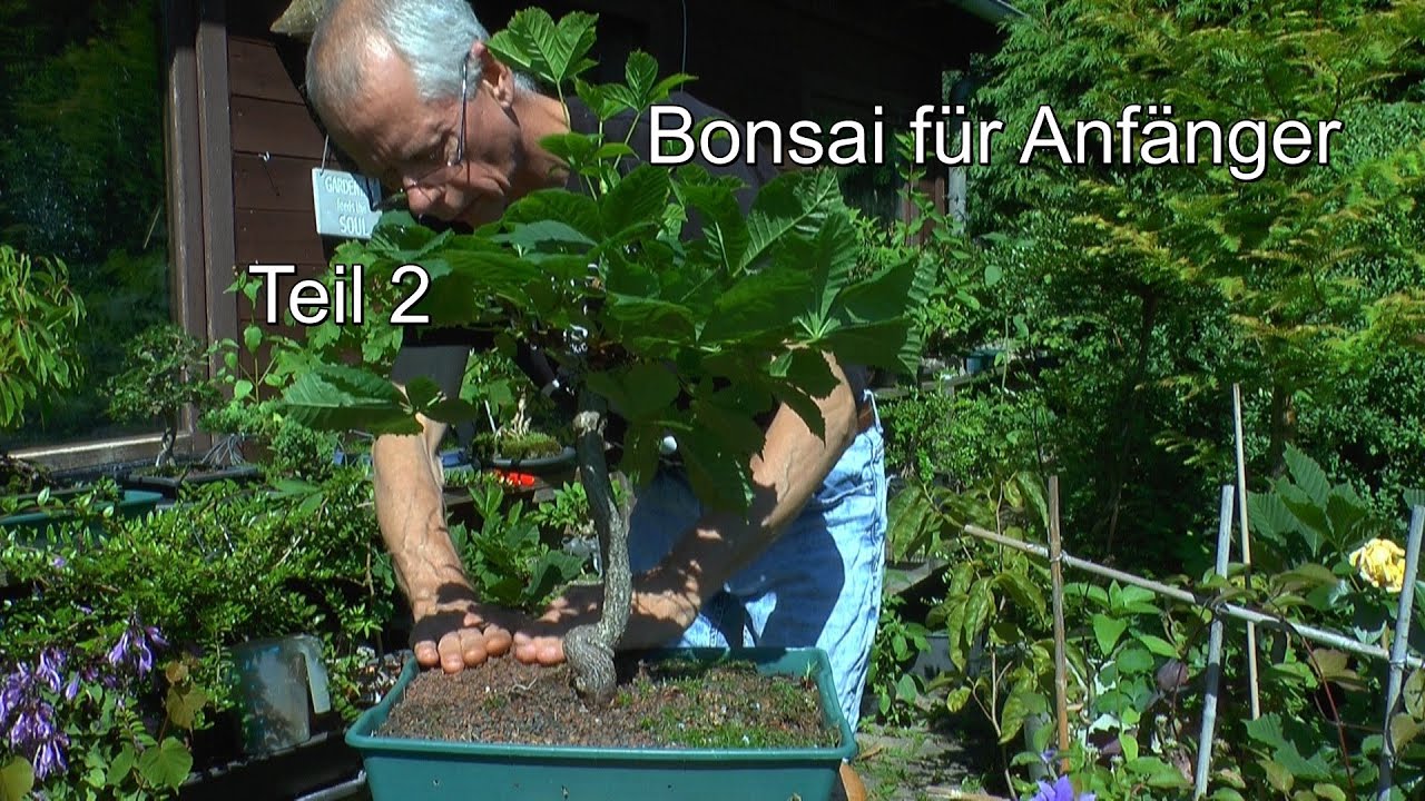 Bonsai für Anfänger Teil 2 Schnitt und weitere Vorbereitung neuer Bonsai